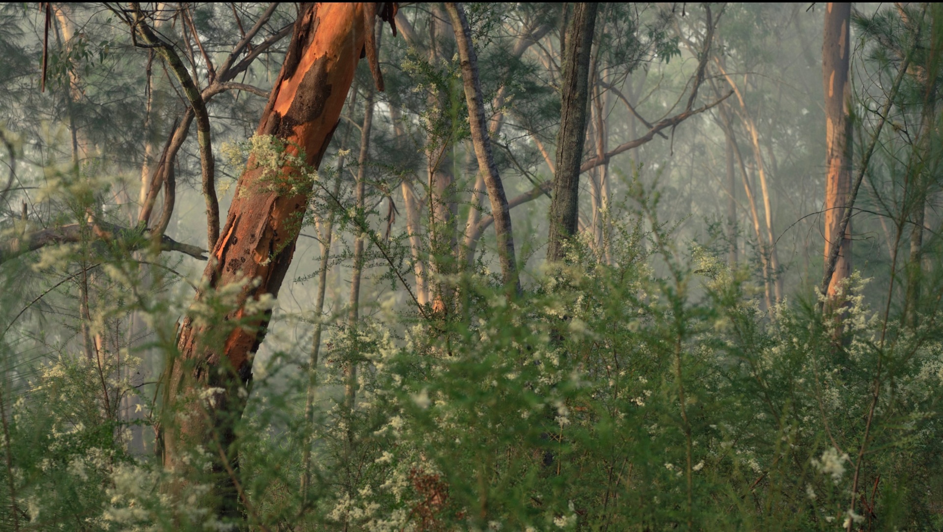 Misty Australian bush — eucalypts and tea-tree blossom on the family farm